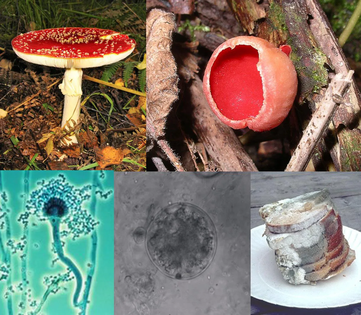 File Fungi Wikimedia Commons