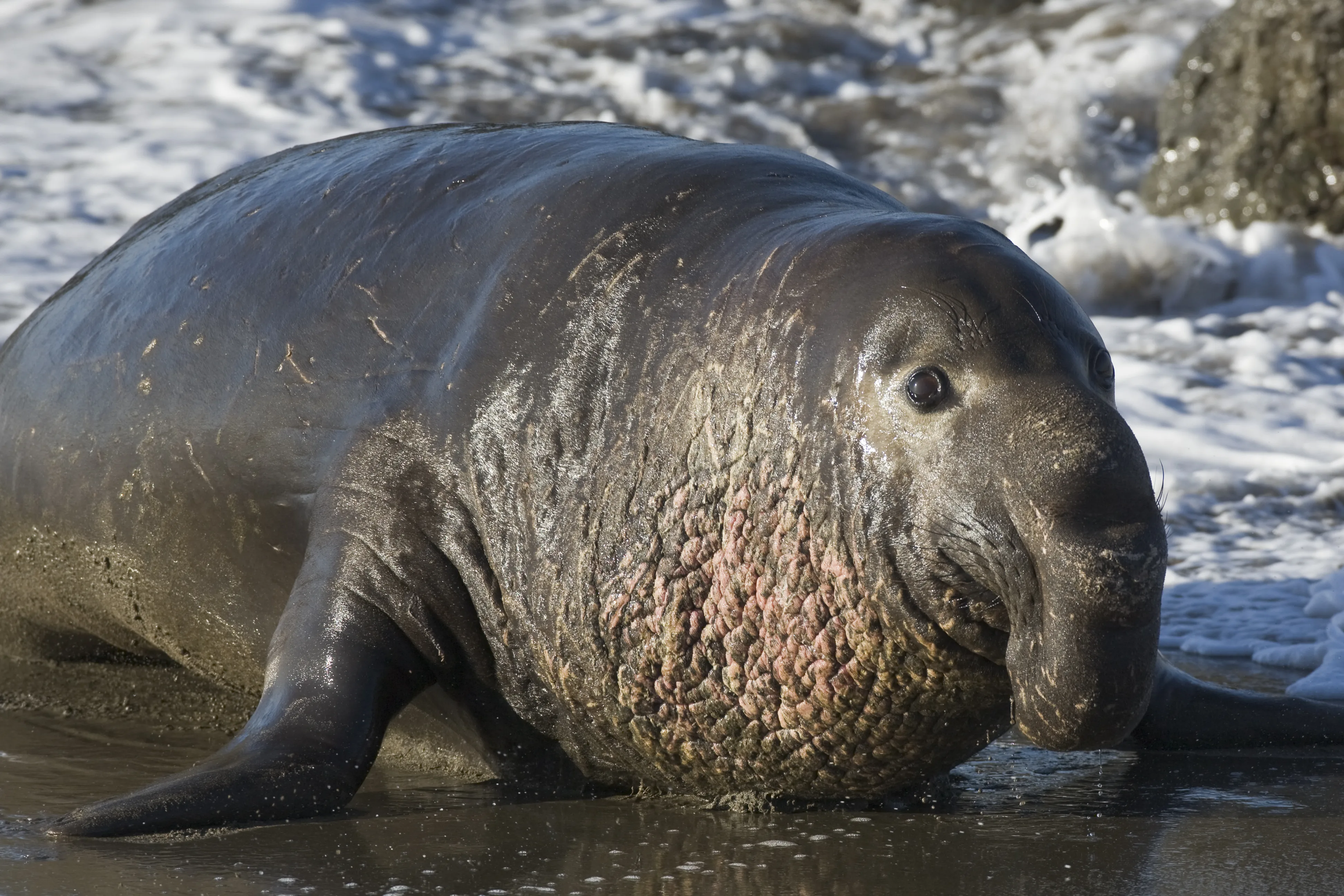 File Northern Elephant Seal Piedras Blancas San Simeon Ca