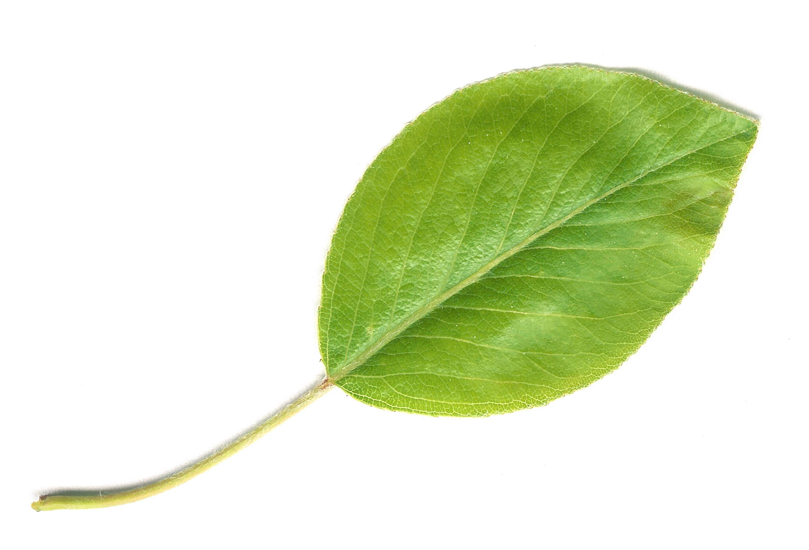 File Pear