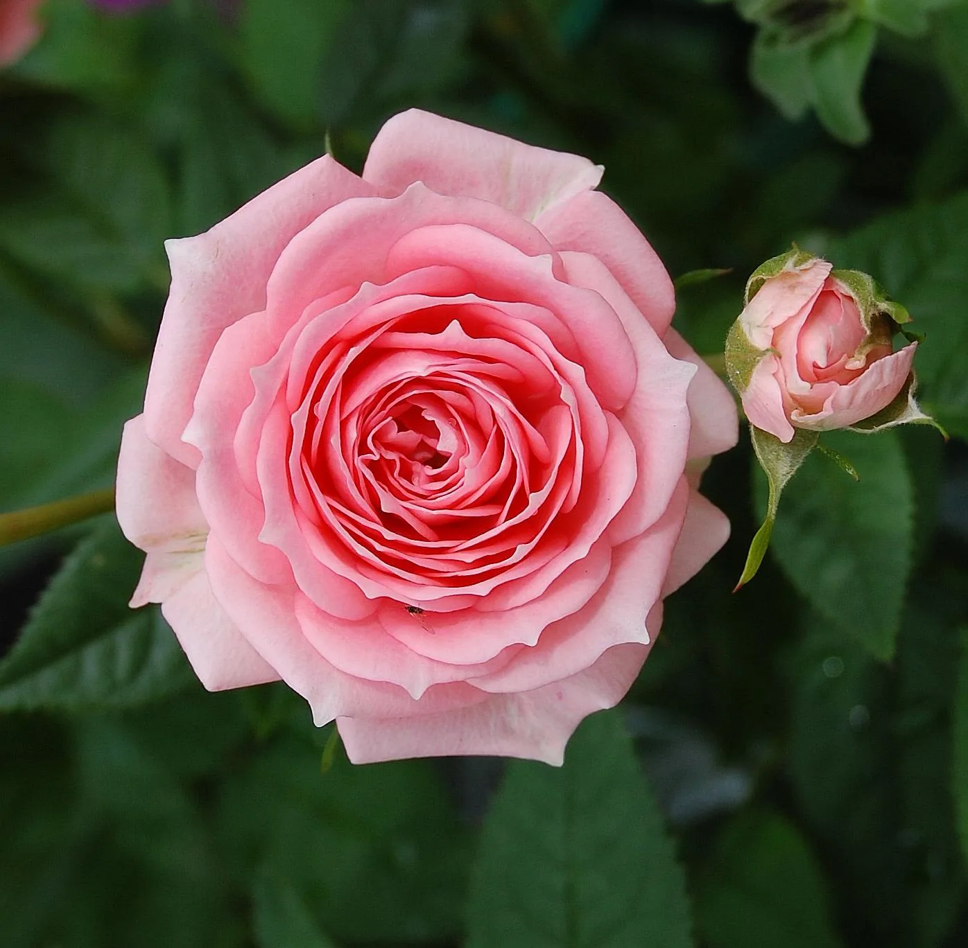 File Pink Rose Jpg Wikimedia Commons
