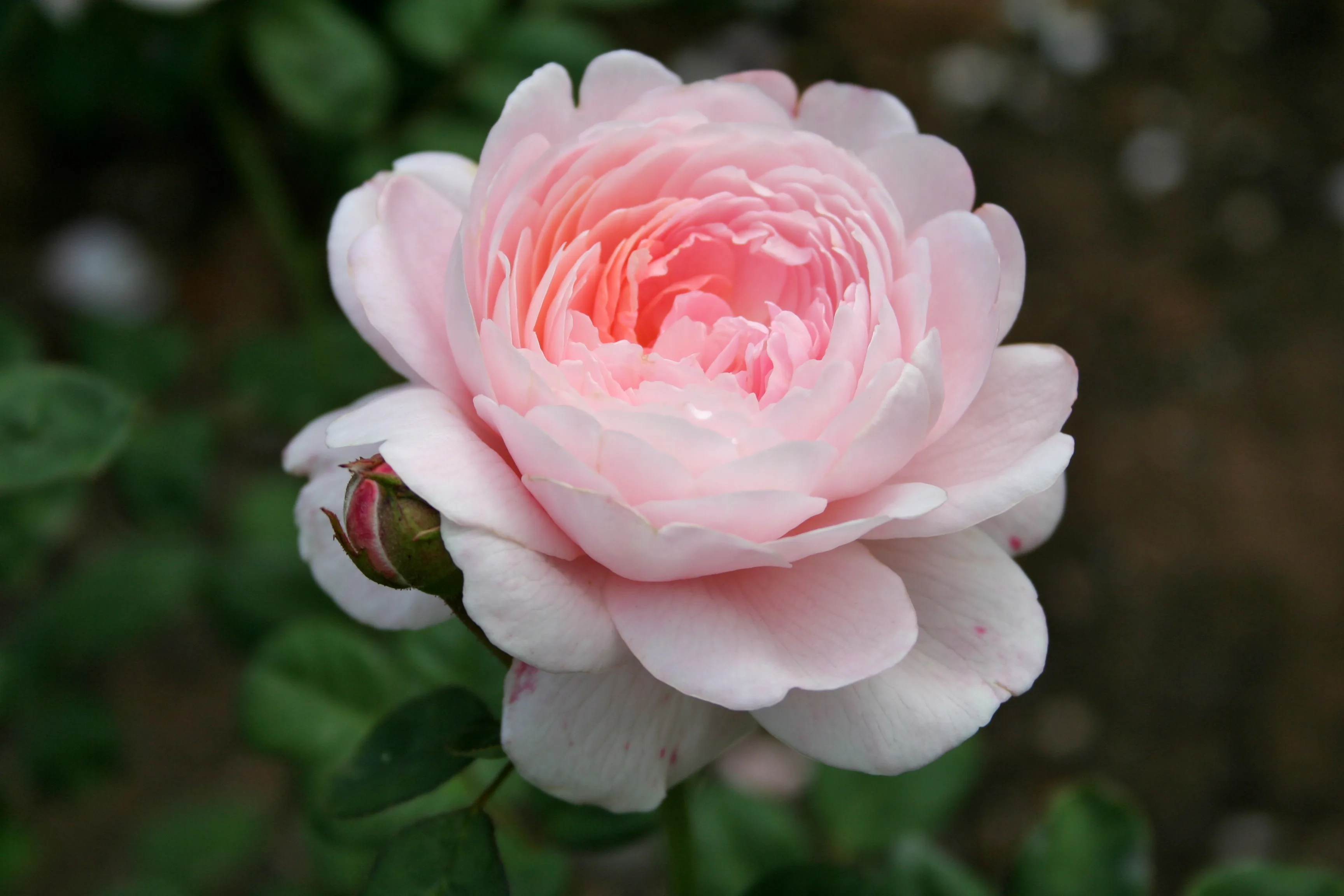 File Pink Rose Wikimedia Commons