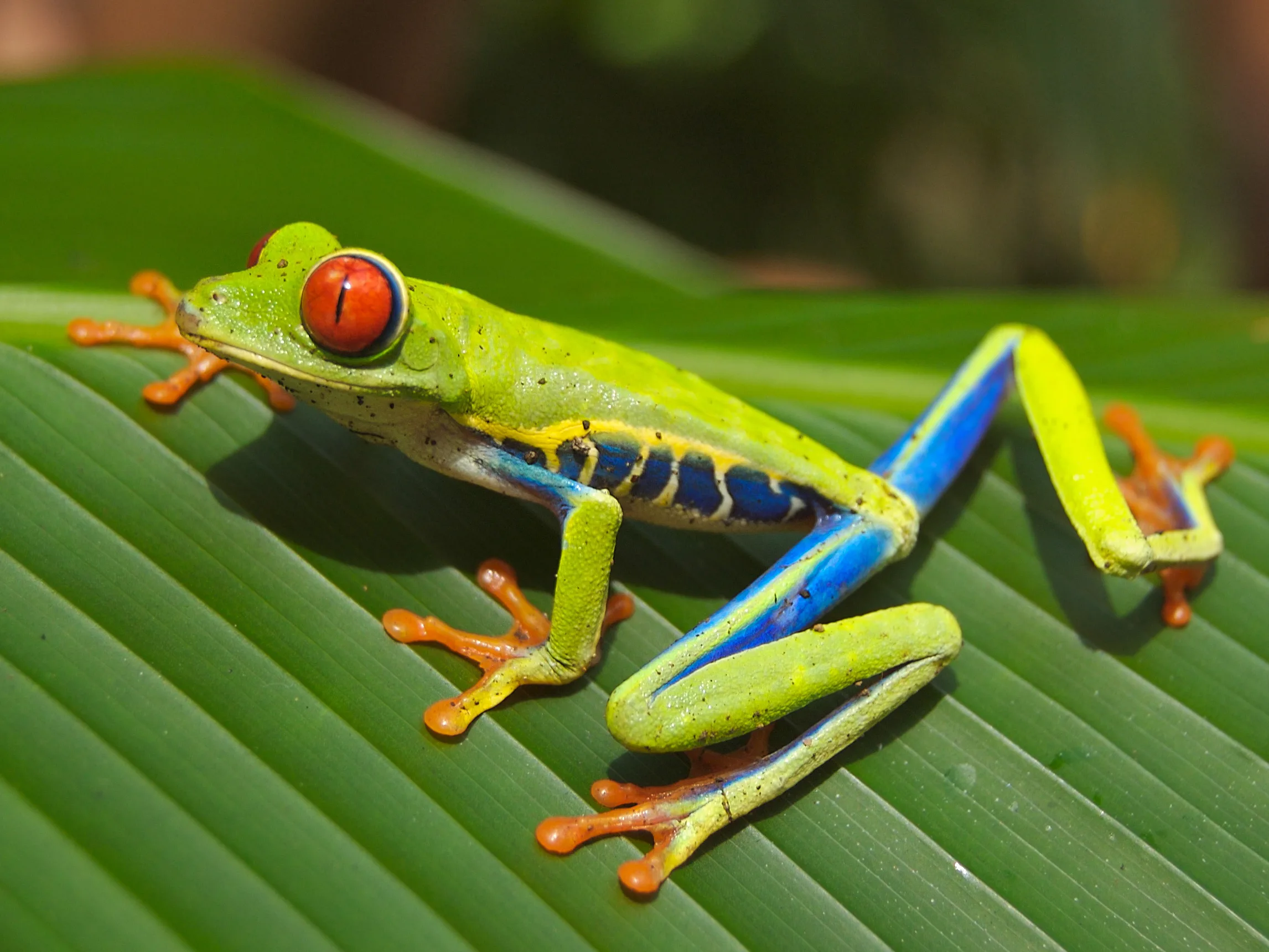 File Red Eyed Tree Frog Wikimedia Commons