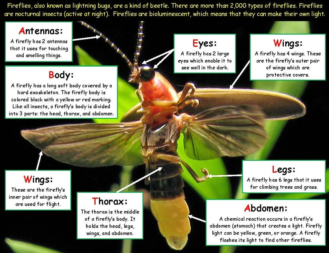 Firefly Body Diagram