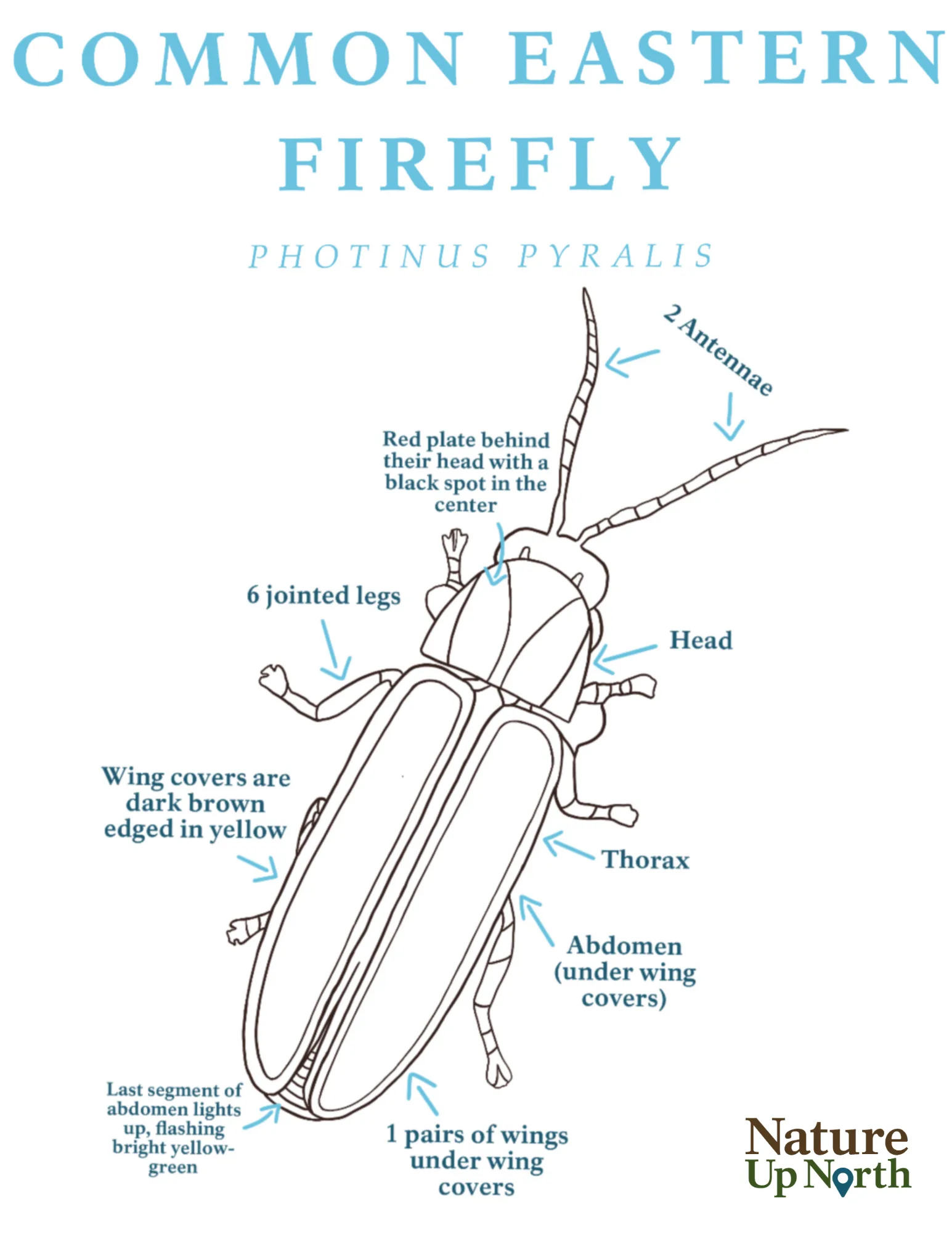 Firefly Body Diagram