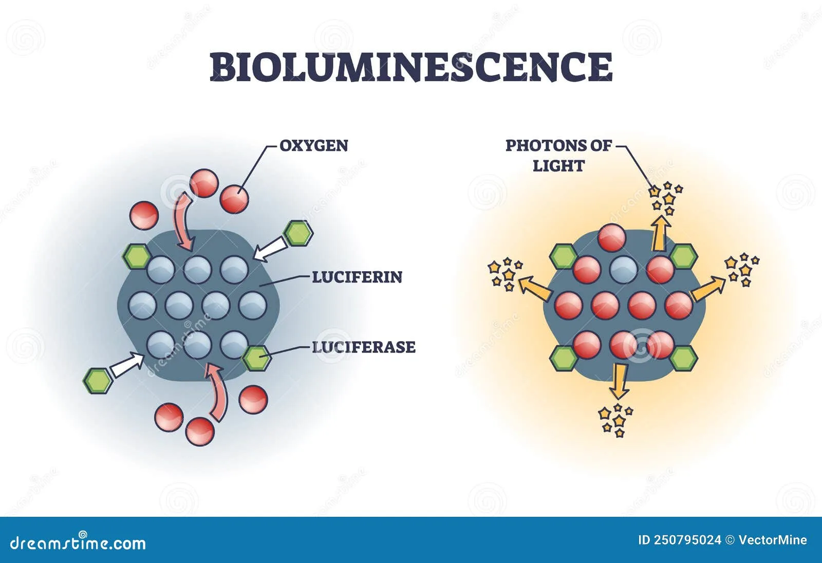 Firefly Luciferase Enzyme Protein Responsible For The Bioluminescence Of Fireflies Often Used