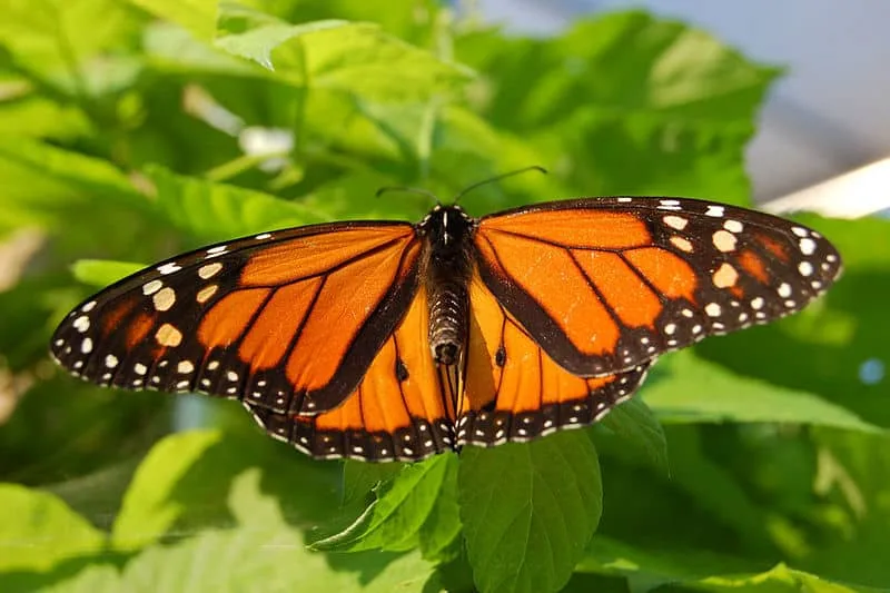 First Monarch Of The Year Drew Monkman