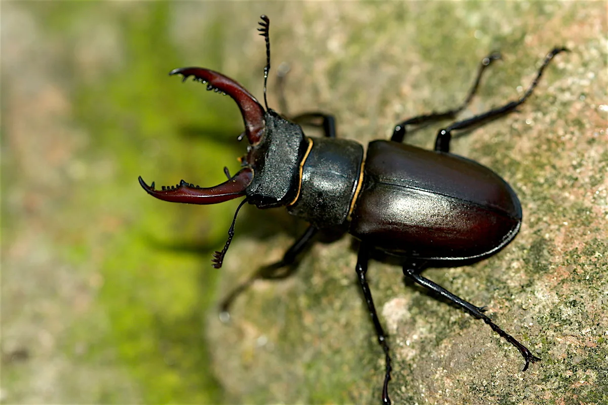 First Portuguese Census On Stag Beetle Counted 470 Animals Wilder