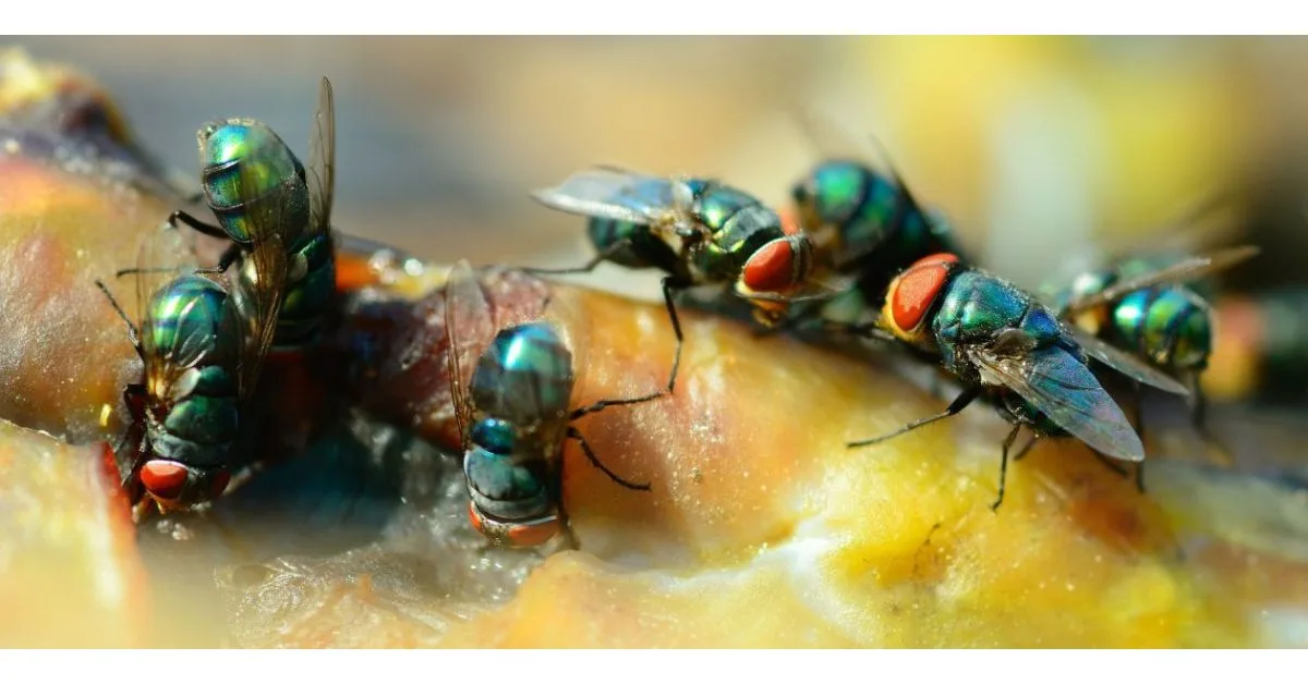 Fly Identification Different Types Of Flies Diy Pest Control