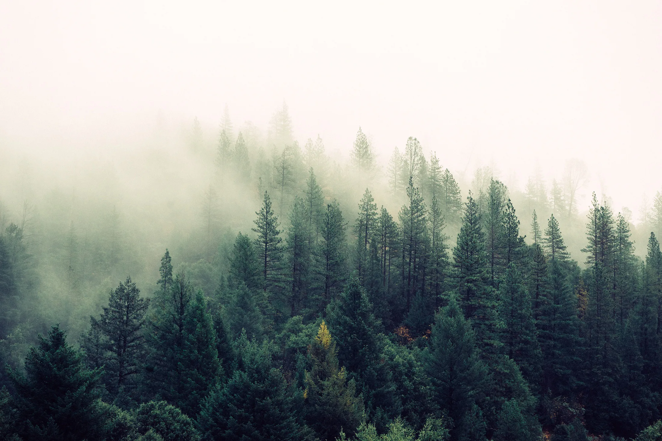 Fog Wallpapers Hd