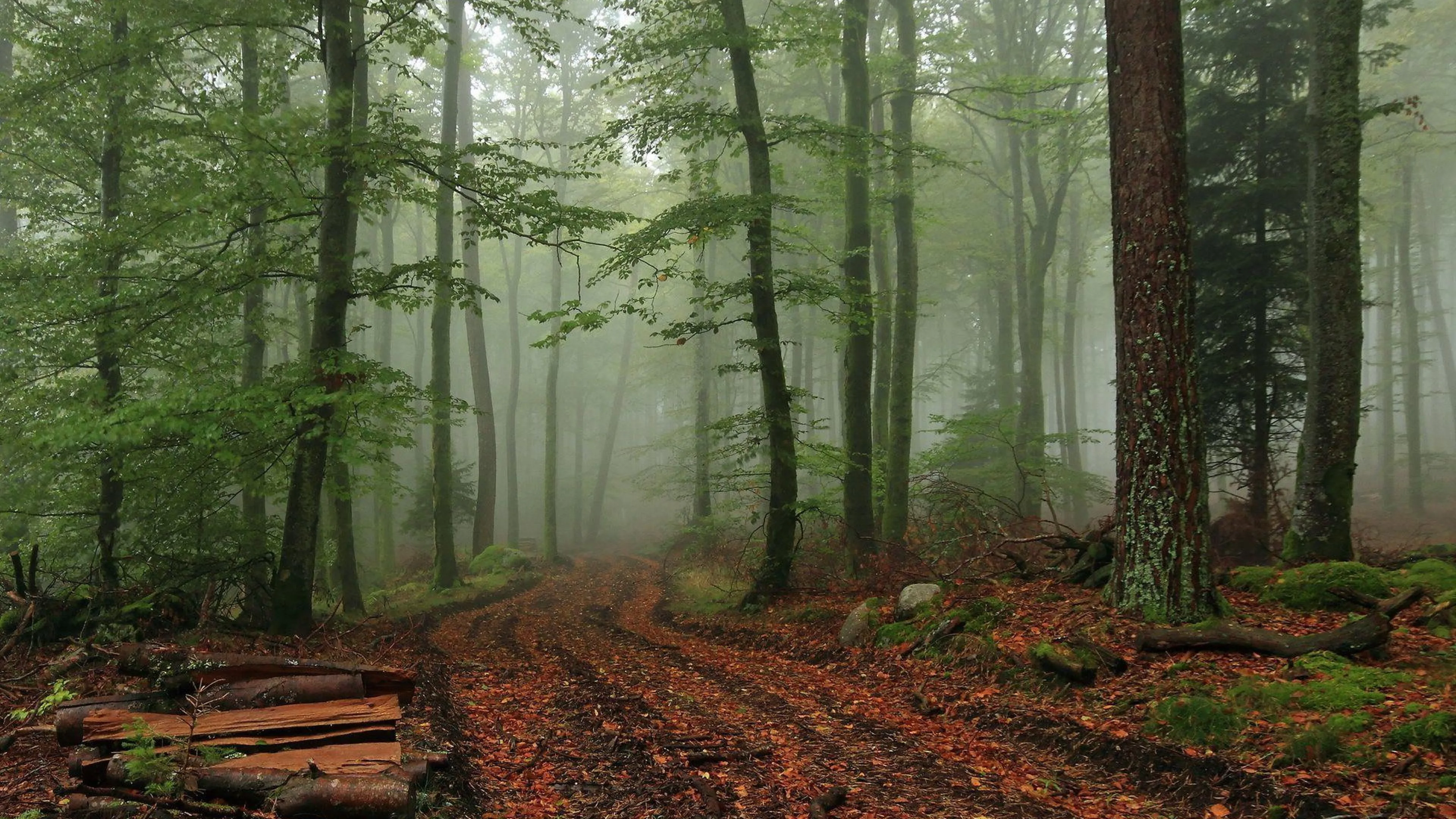 Foggy Forest Wallpapers Hd Free Download