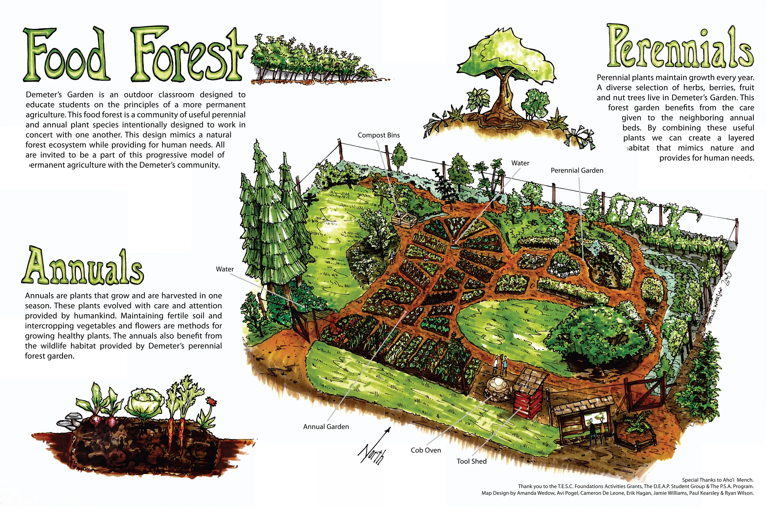 Food Forest Conceptual Diagram By Full Circle Tree Crops Urban Food Forestry Community