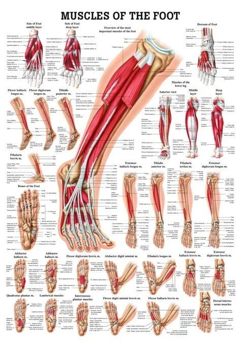 Foot Anatomy Anatomy Drawing Ankle Anatomy Human Anatomy And Physiology Podiatry Muscle