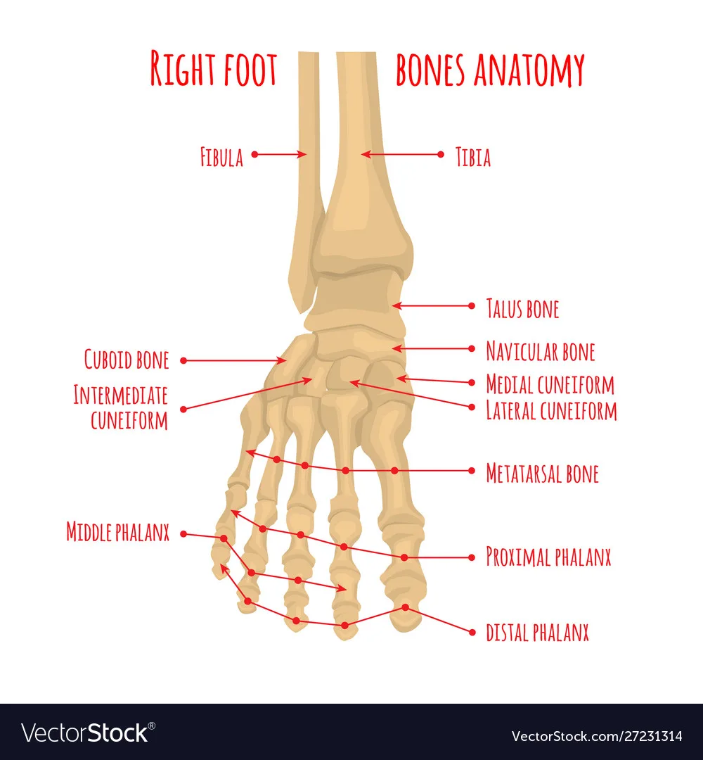 Foot Anatomy Bones Diagram