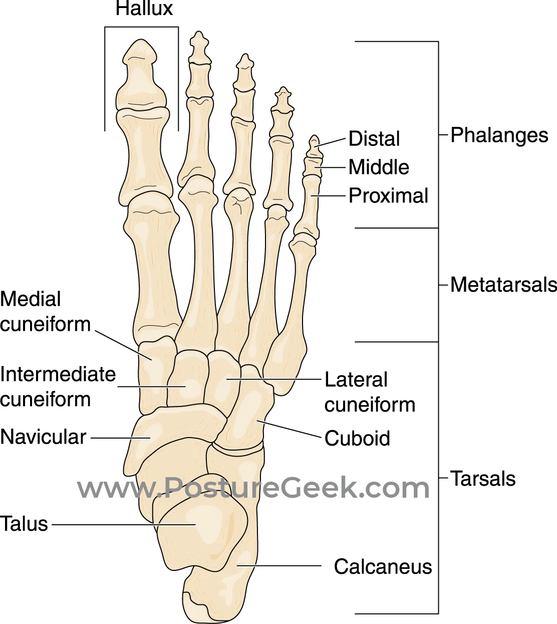 Foot And Ankle Anatomy A Base Of Support For All Above