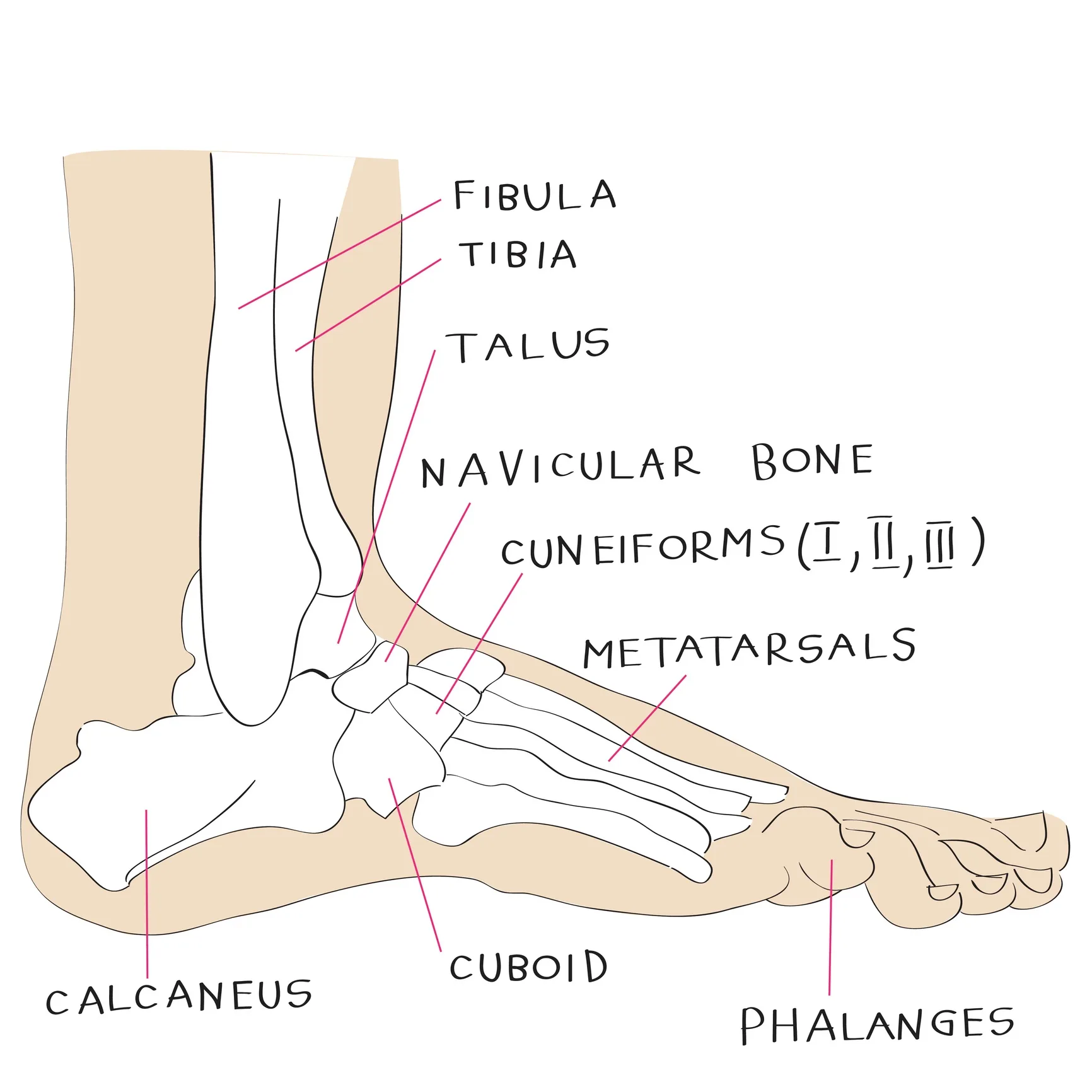Foot Ankle Anatomical Wall Chart Anatomicalstore