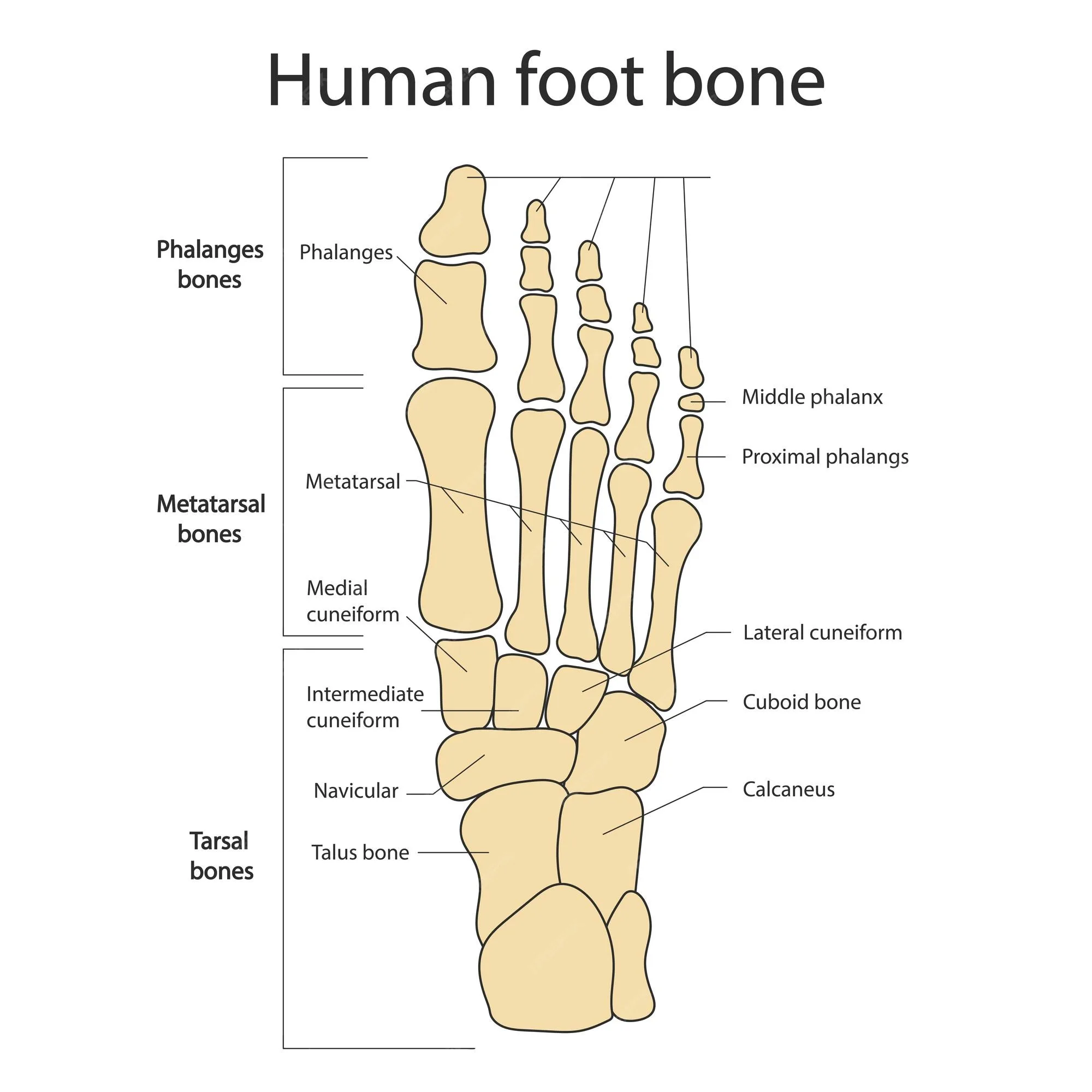 Foot Bones Diagram