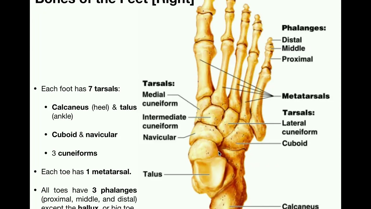 Foot Bones Diagram