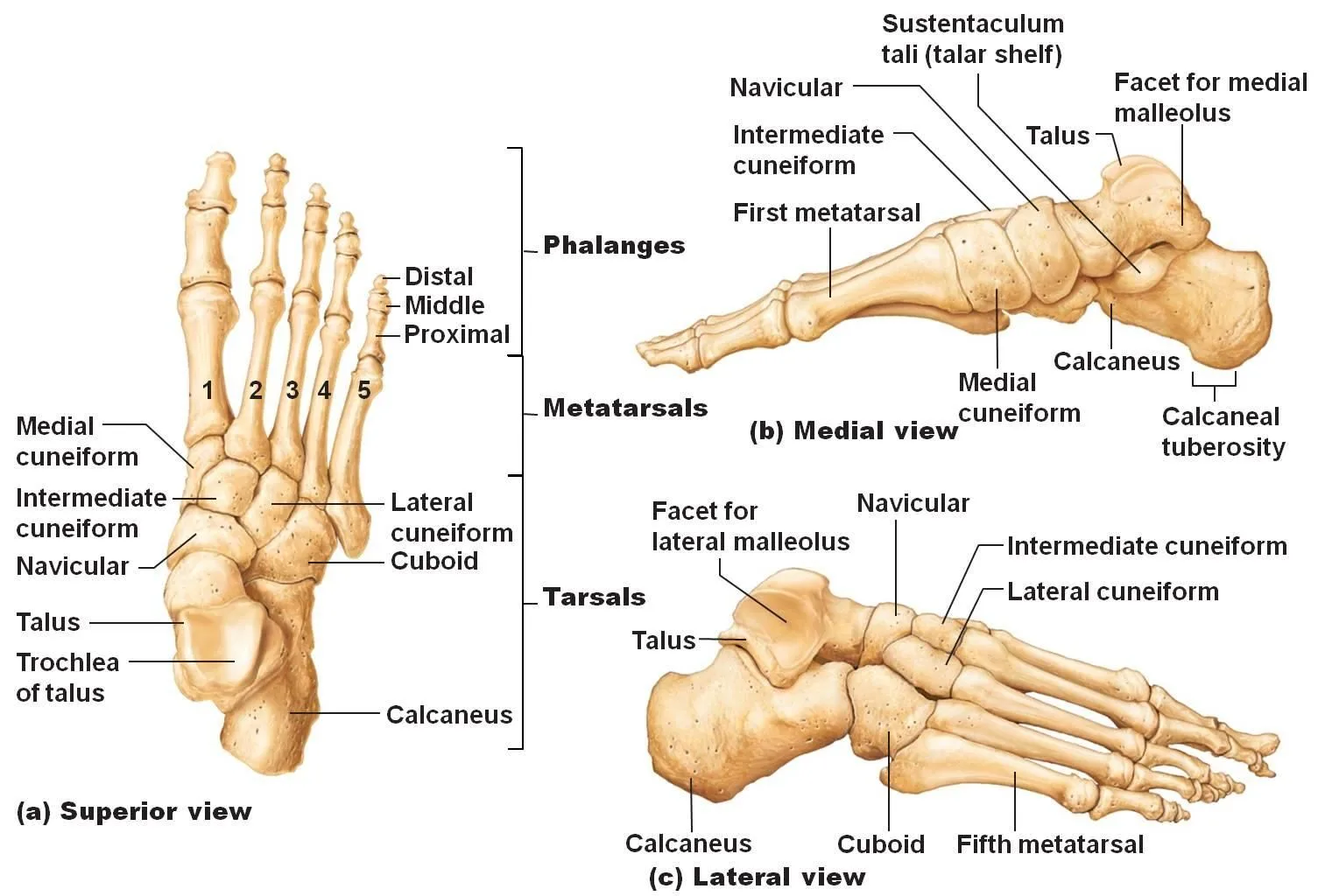 Foot Bones Diagram Labeled