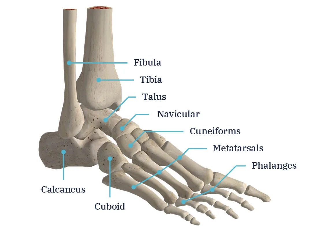 Foot Diagram