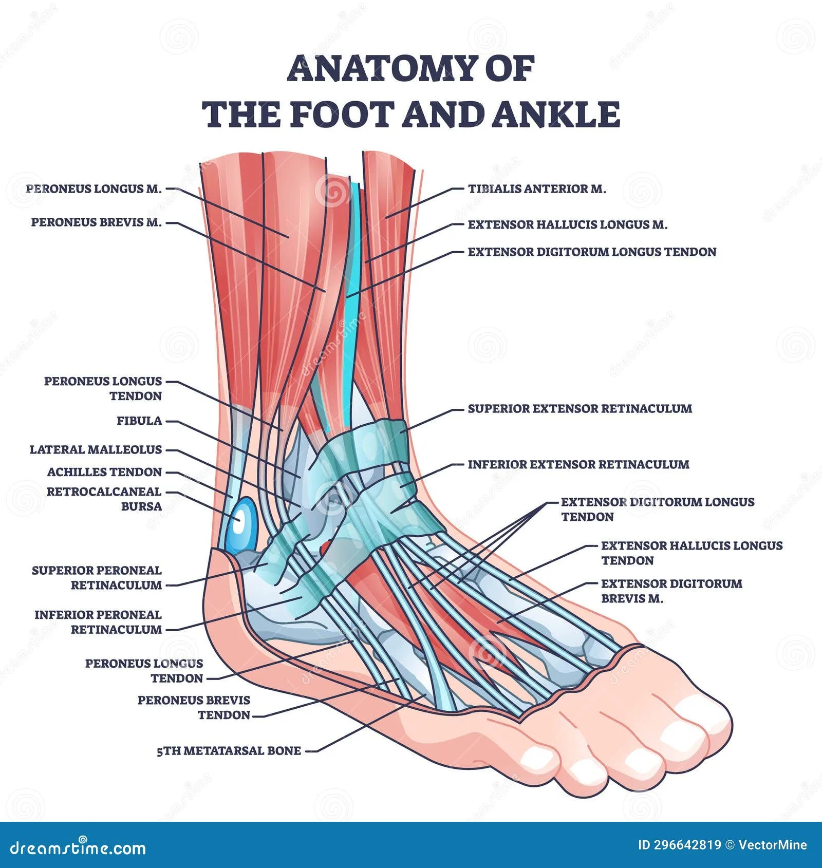 Foot Diagram Names At James Daulton Blog