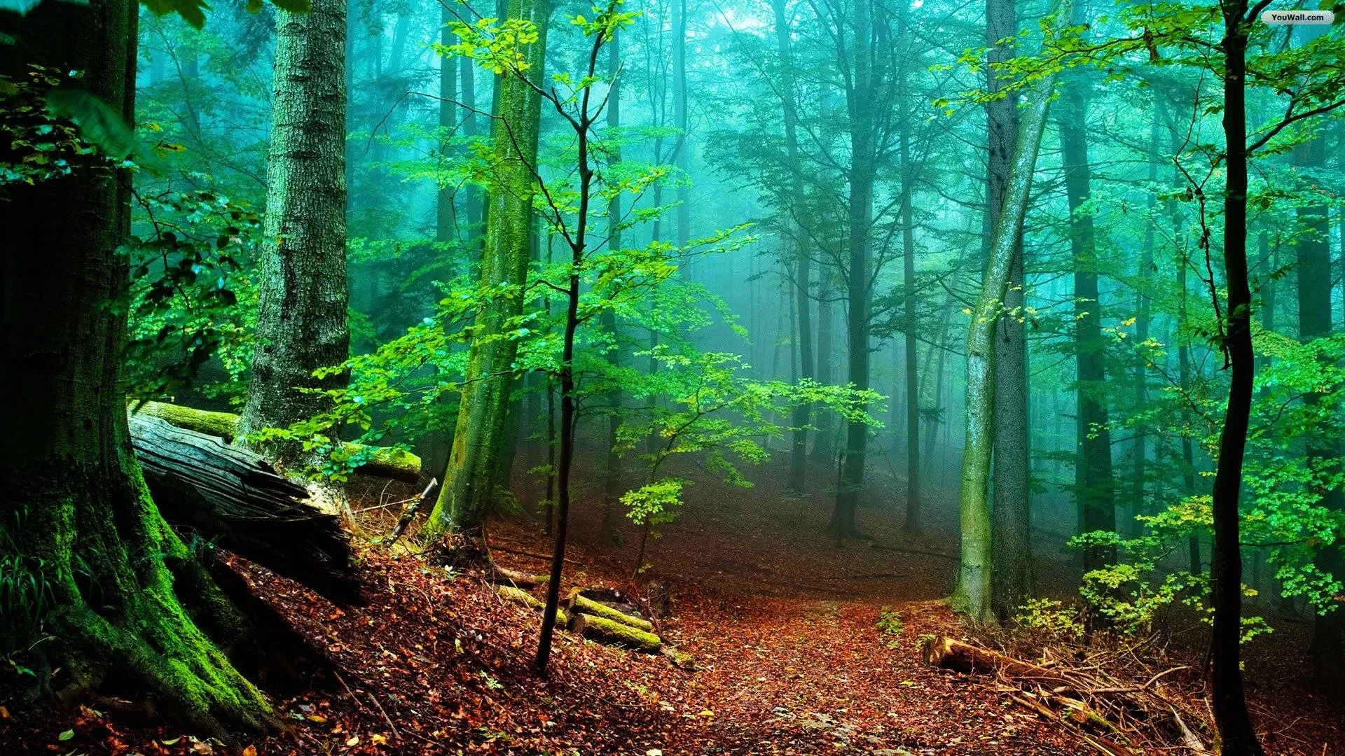 Forest Full Hd Wallpapers Top Free Forest Full Hd Backgrounds Wallpaperaccess