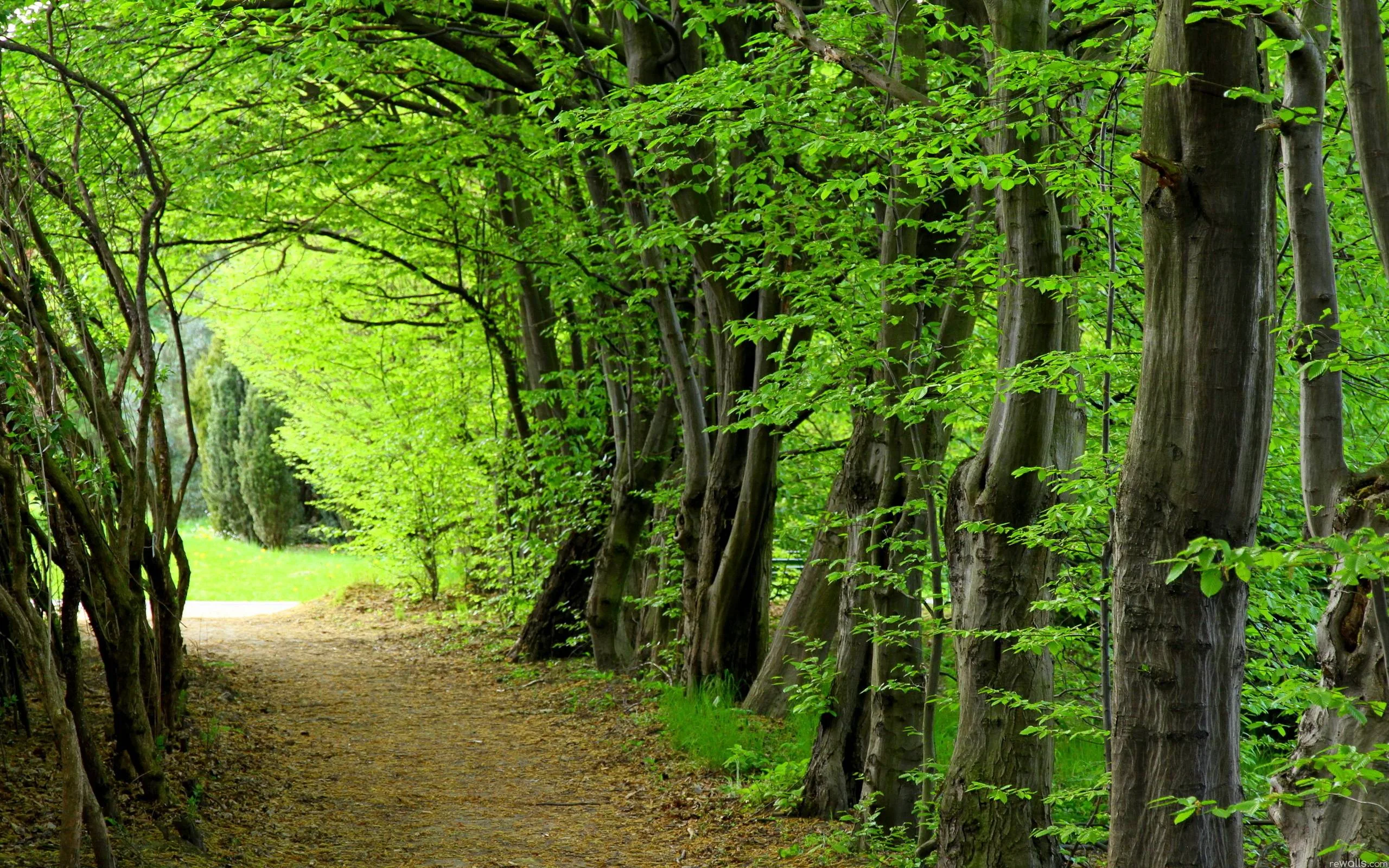 Forest Hd Wallpapers Wallpaper Cave
