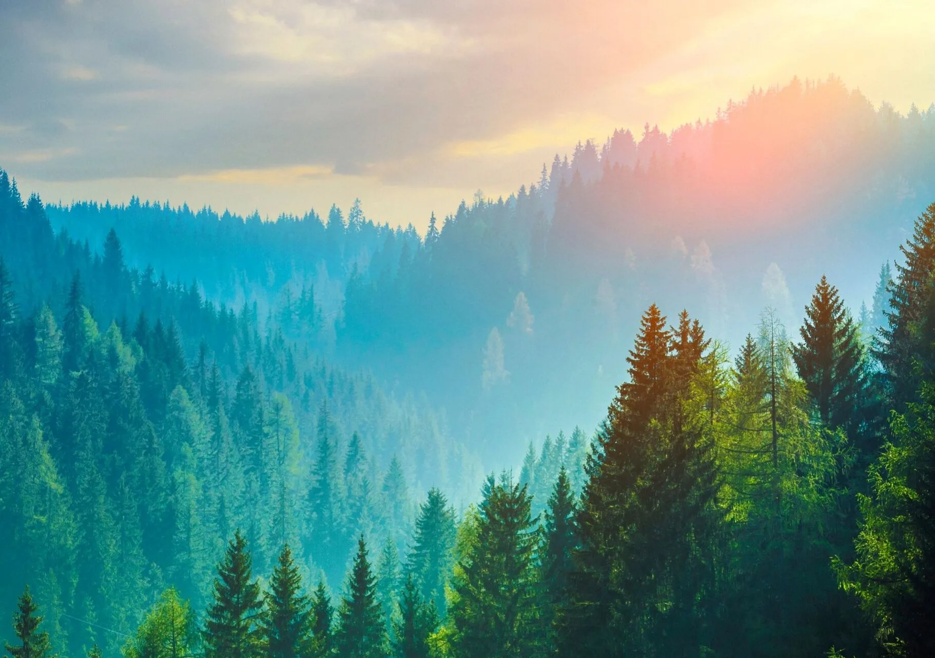 Forest Pictures