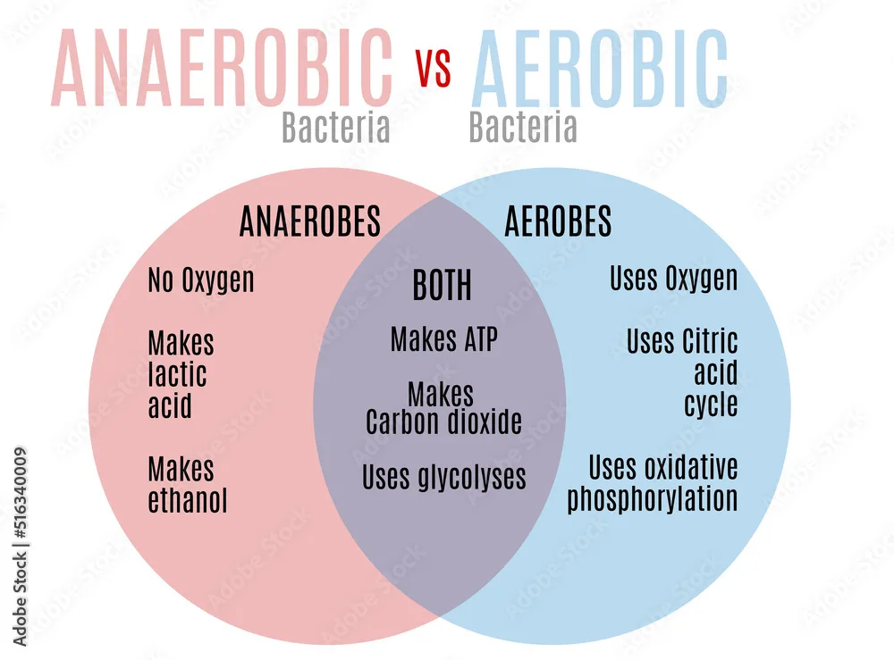 Fotografía Aerobic Vs Anaerobic Bacteria Venn Diagram Fabio