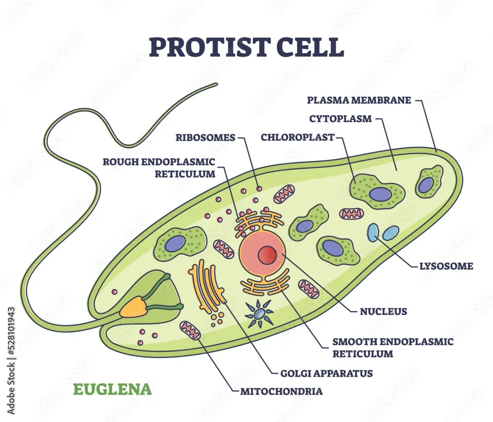 Fotografie Plakater Kjøp Hos Cell Anatomy With Euglena Microorganism