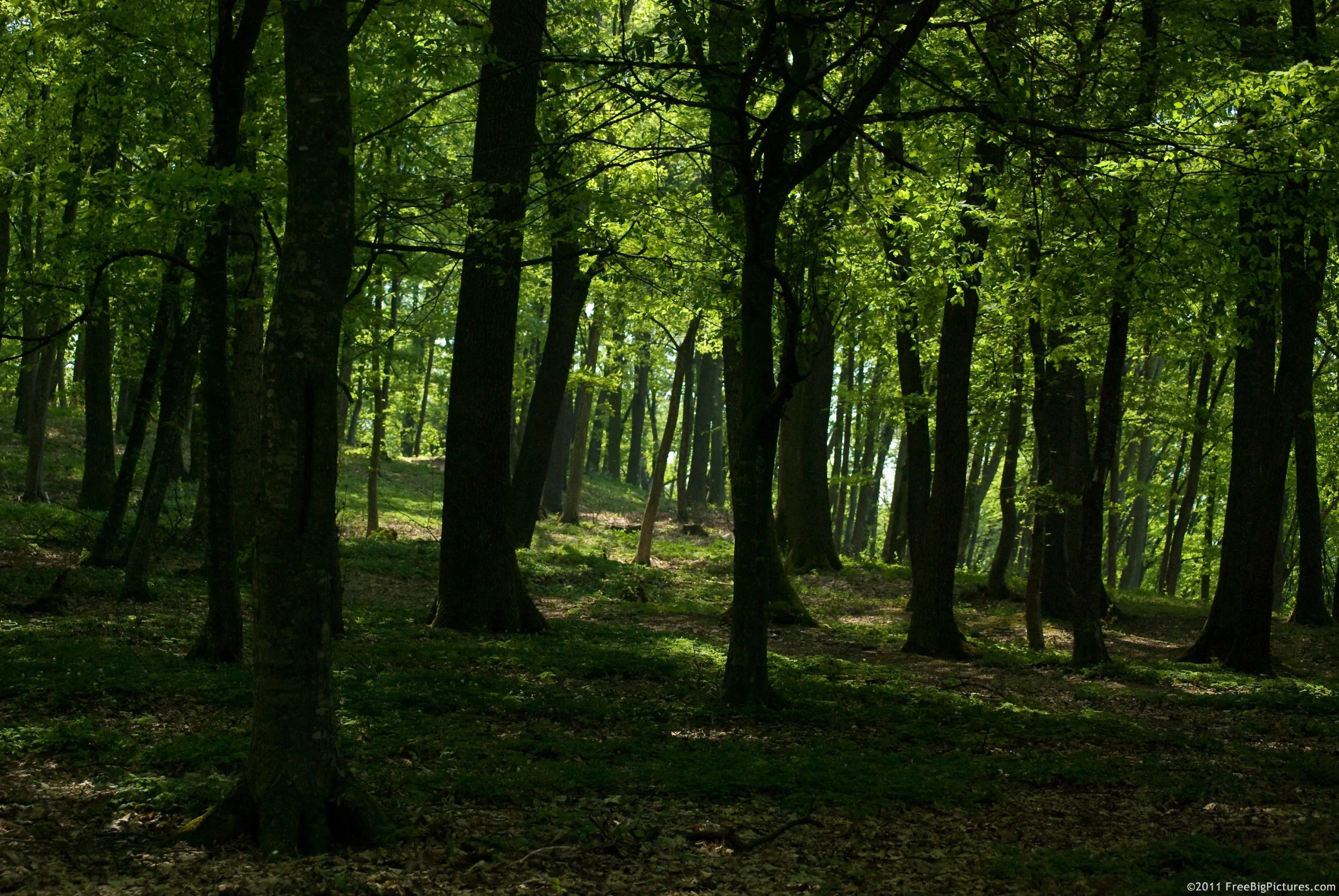 Free Big Forest Pictures High Resolution Images