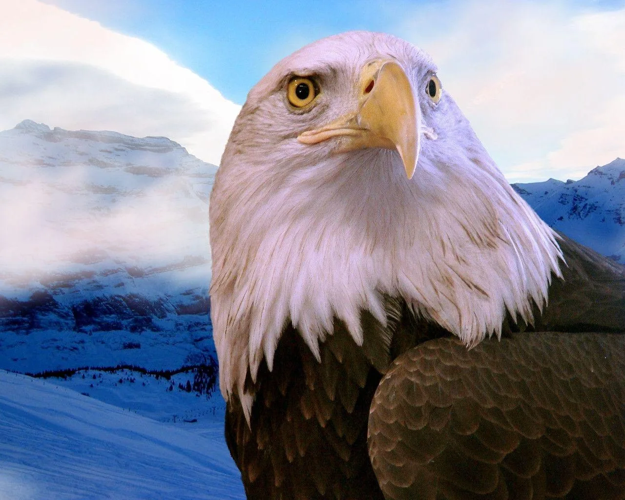 Free Eagle Wallpapers Wallpaper Cave