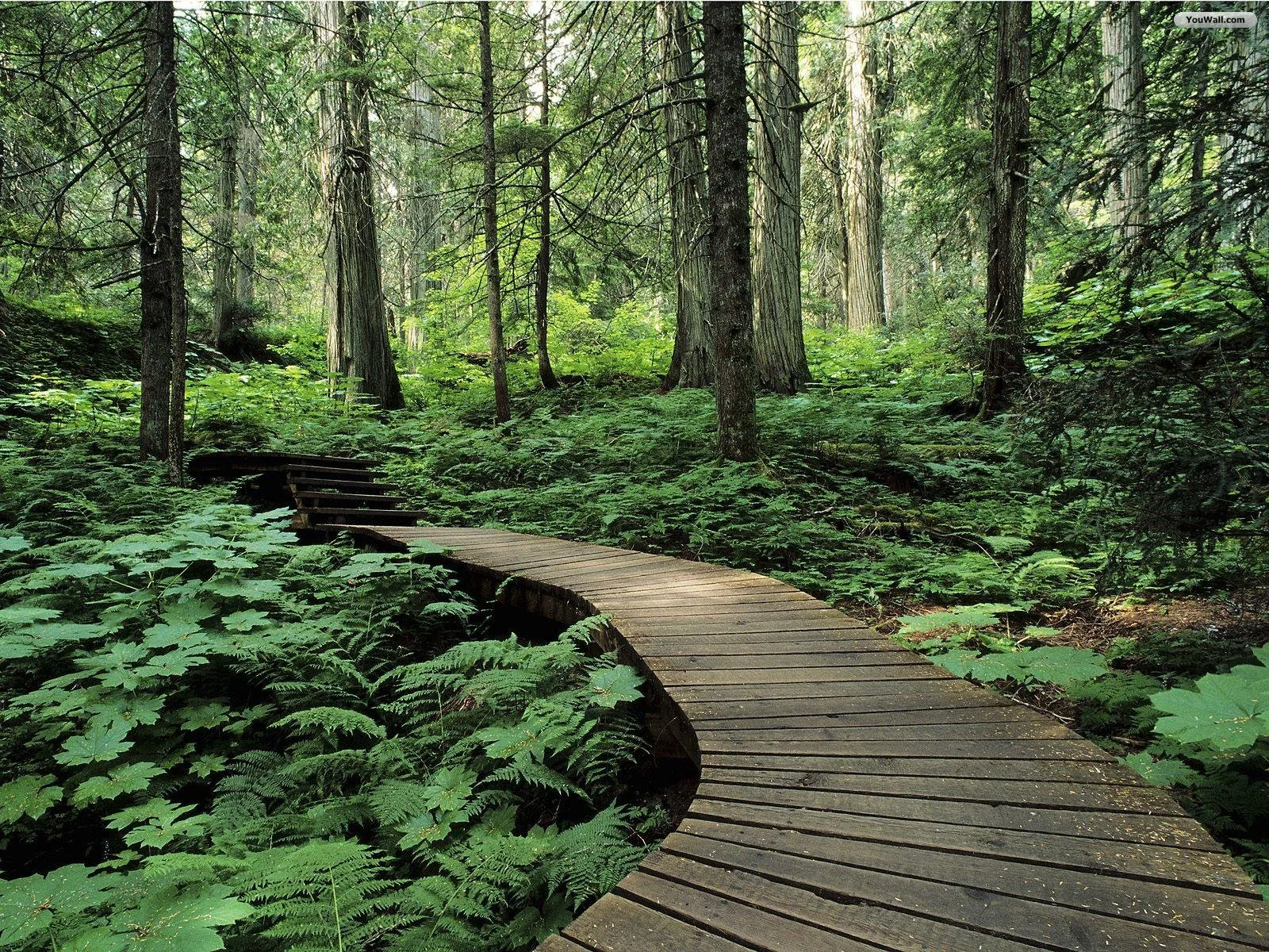 Free Forest Wallpapers For Desktop Wallpapersafari
