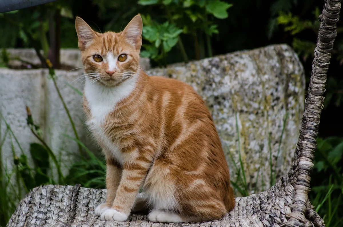 Free Images Animal Pet Fur Orange Portrait Young Red Kitten Feline Fauna Whiskers