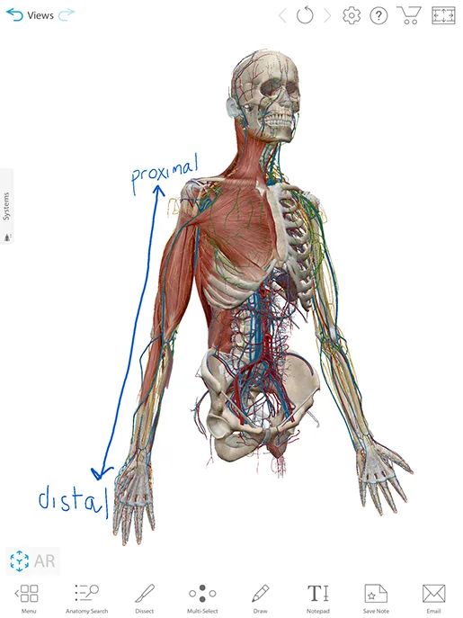 Free Lesson Plan Anatomical Planes Positions And Directional Terms