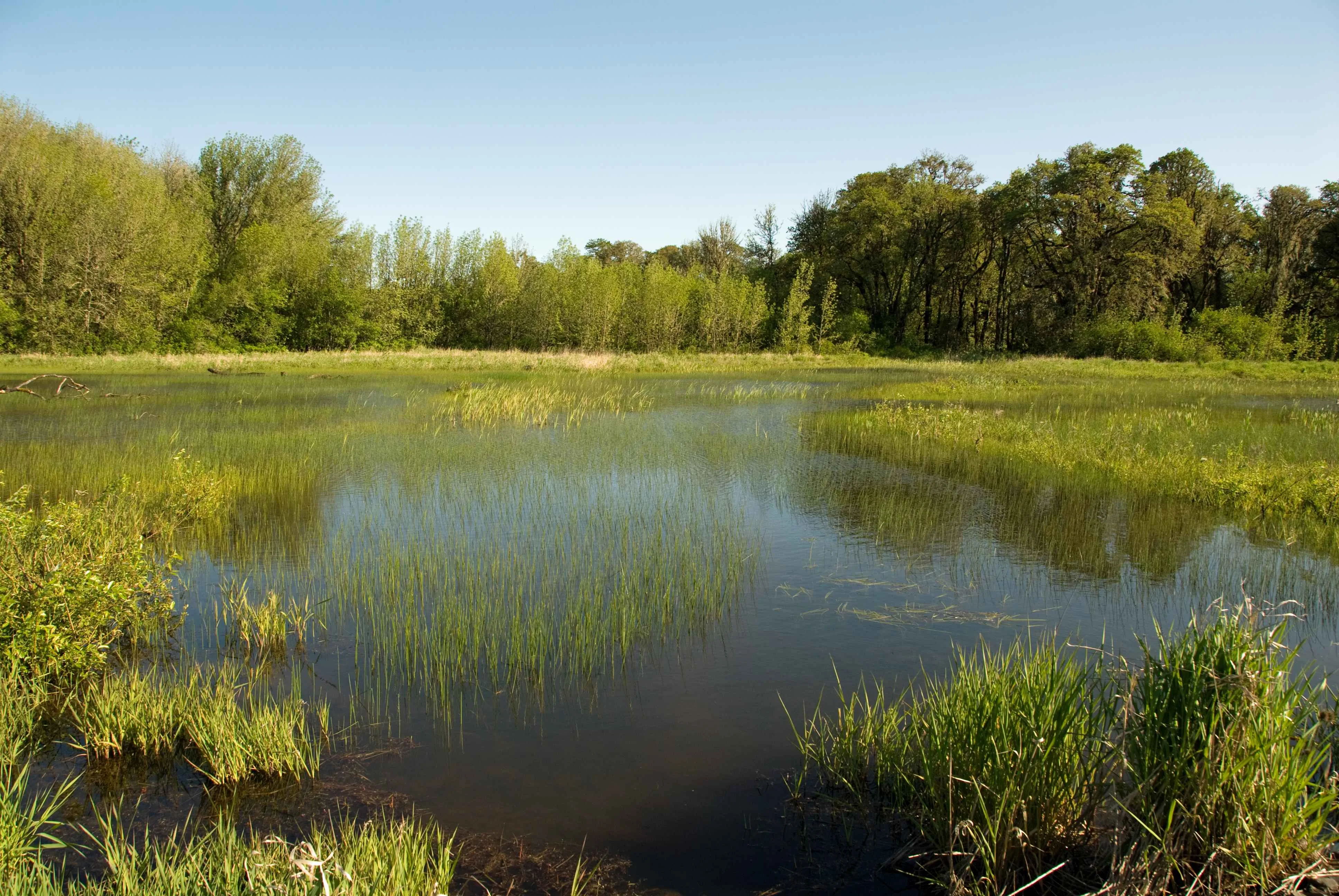 Free Picture Beautiful Landscape Green Swamp Calm Waters