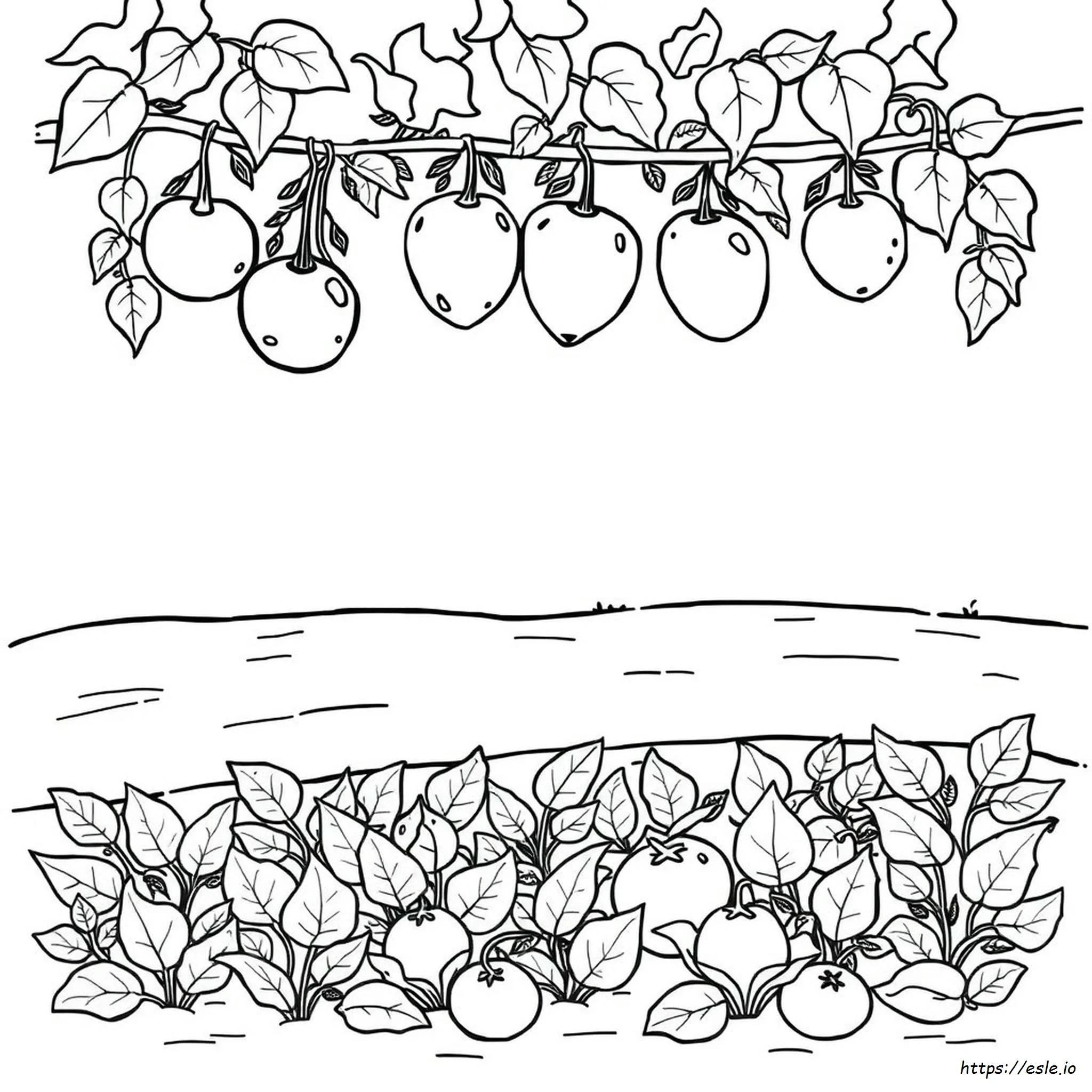 Free Printable Fruits And Vegetables Coloring Pages