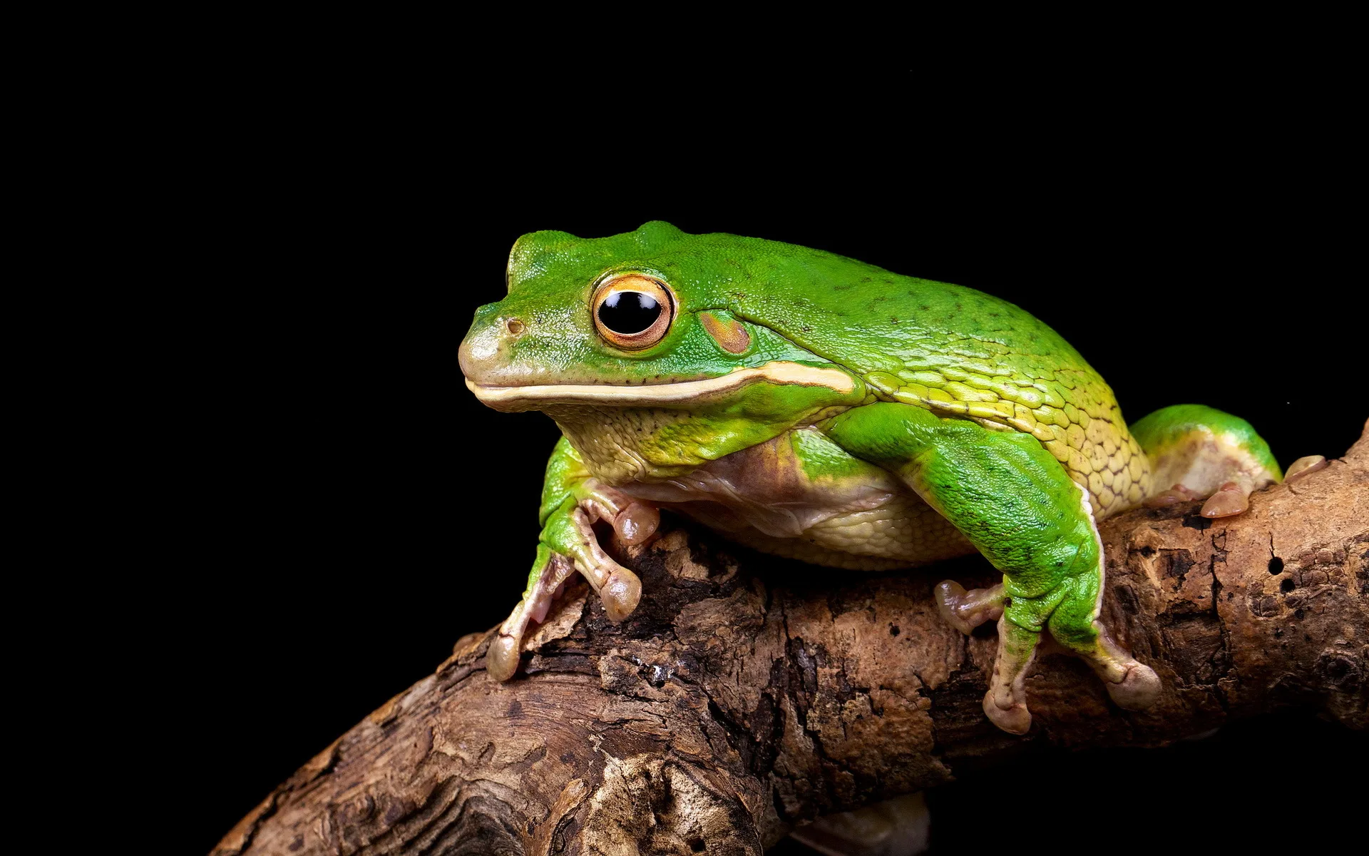 Frog Backgrounds Wallpaper Wallpapersafari