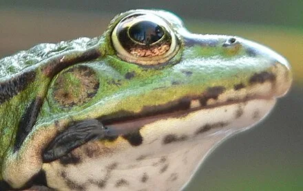 Frog Wikipedia