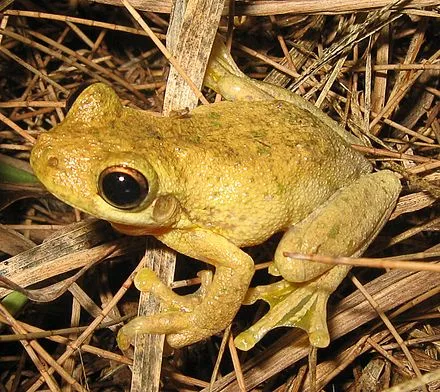 Frog Wikipedia