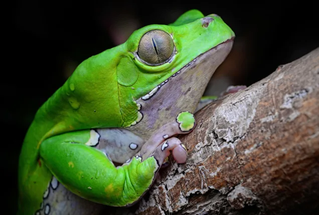Frogs A Chorus Of Colors The Academy Of Natural Sciences Of Drexel University