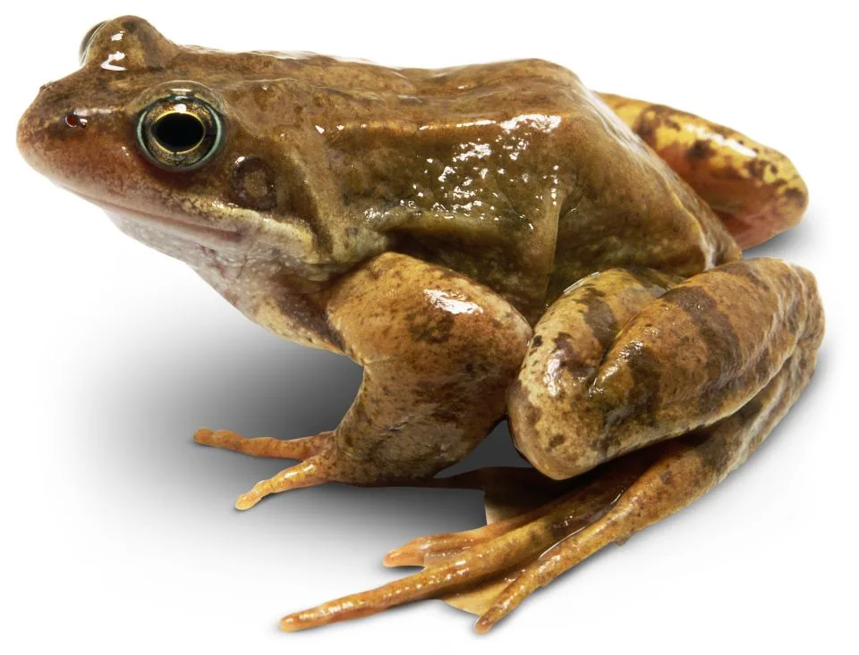 Frogs And Toads Different Types Of Frogs Dk Find Out