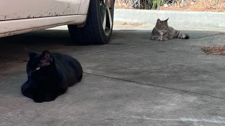 Fundraiser By Meagan Stuckey Help The Pineville Mcdonald S Feral Cat Colony