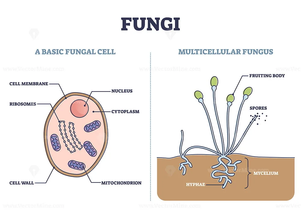 Fungal Cell Diagram