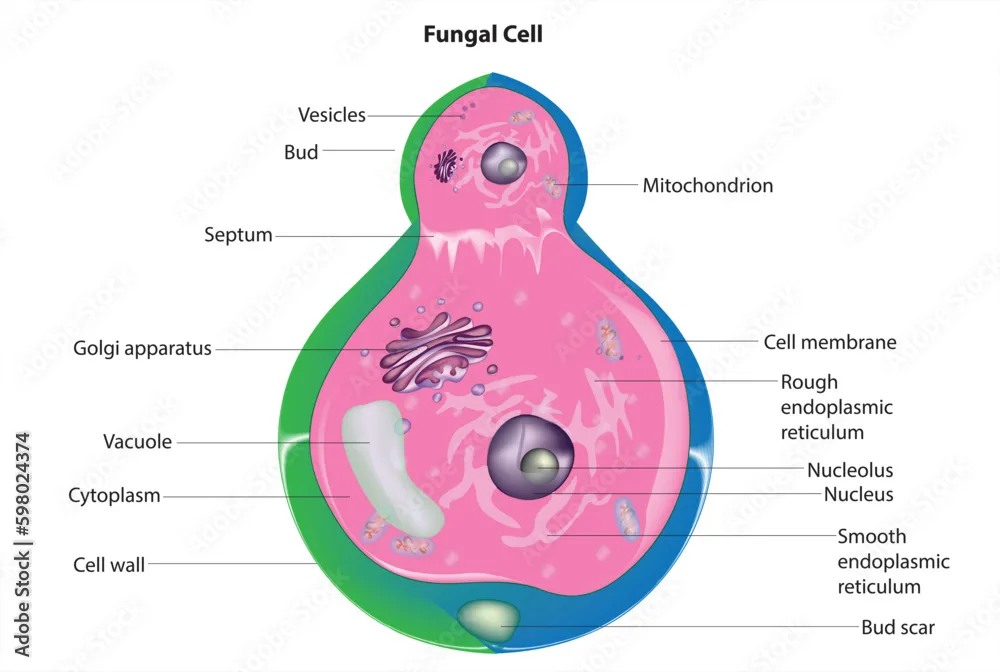 Fungal Cell Diagram