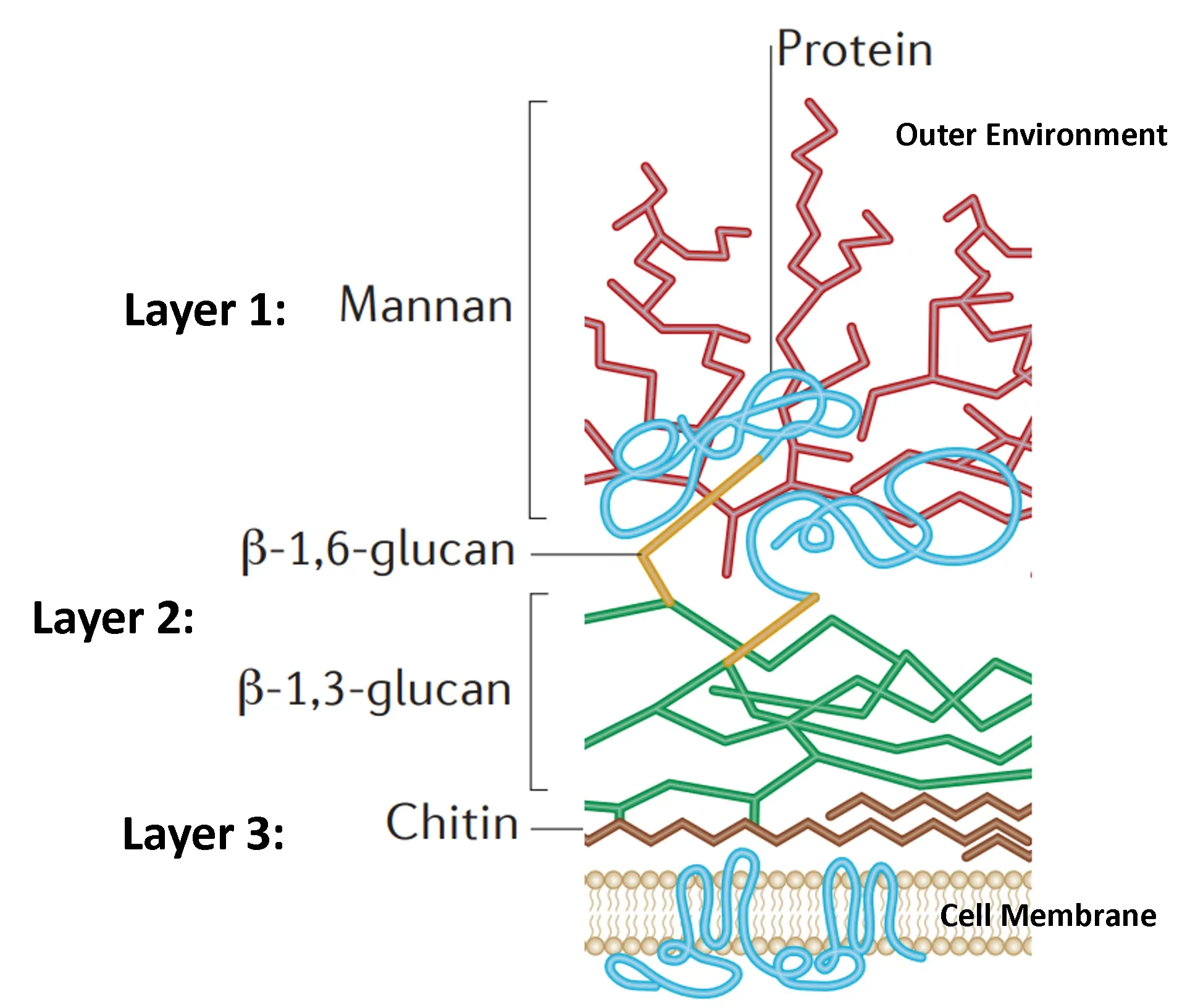 Fungal Cell Diagram