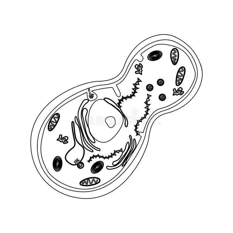 Fungal Cell Diagram