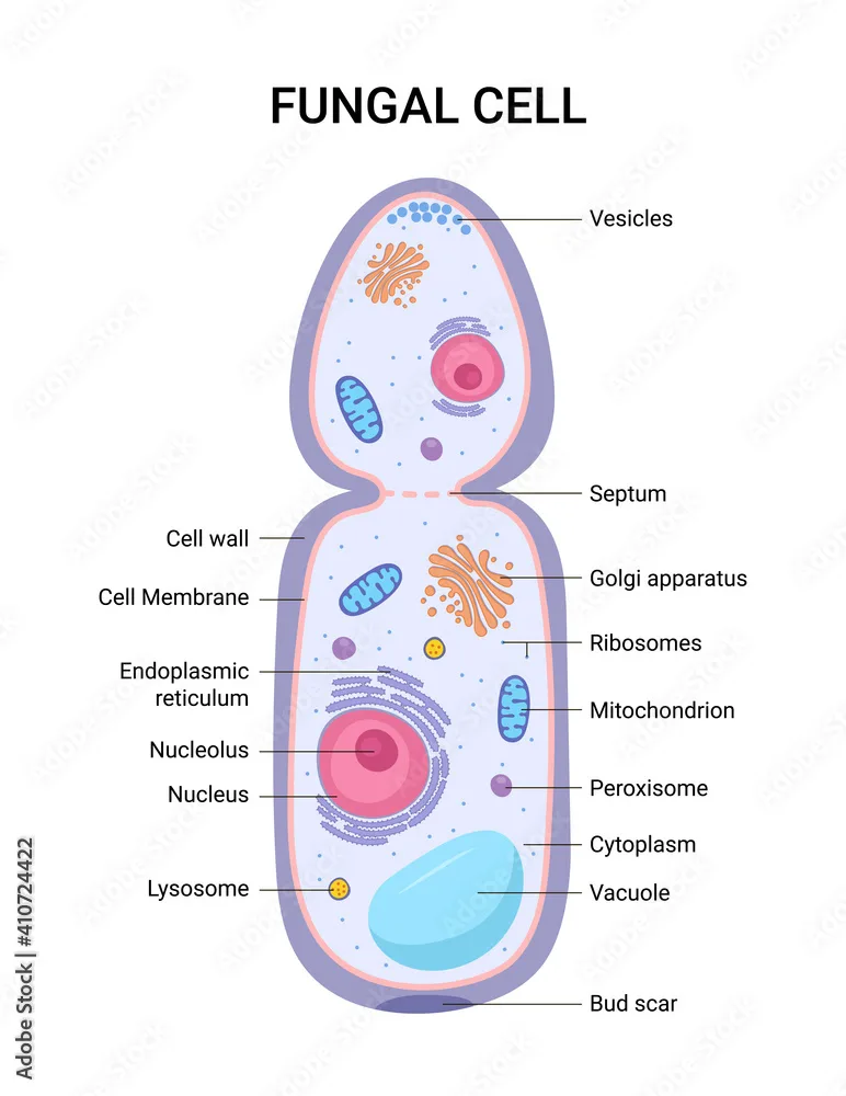 Fungal Cell Diagram