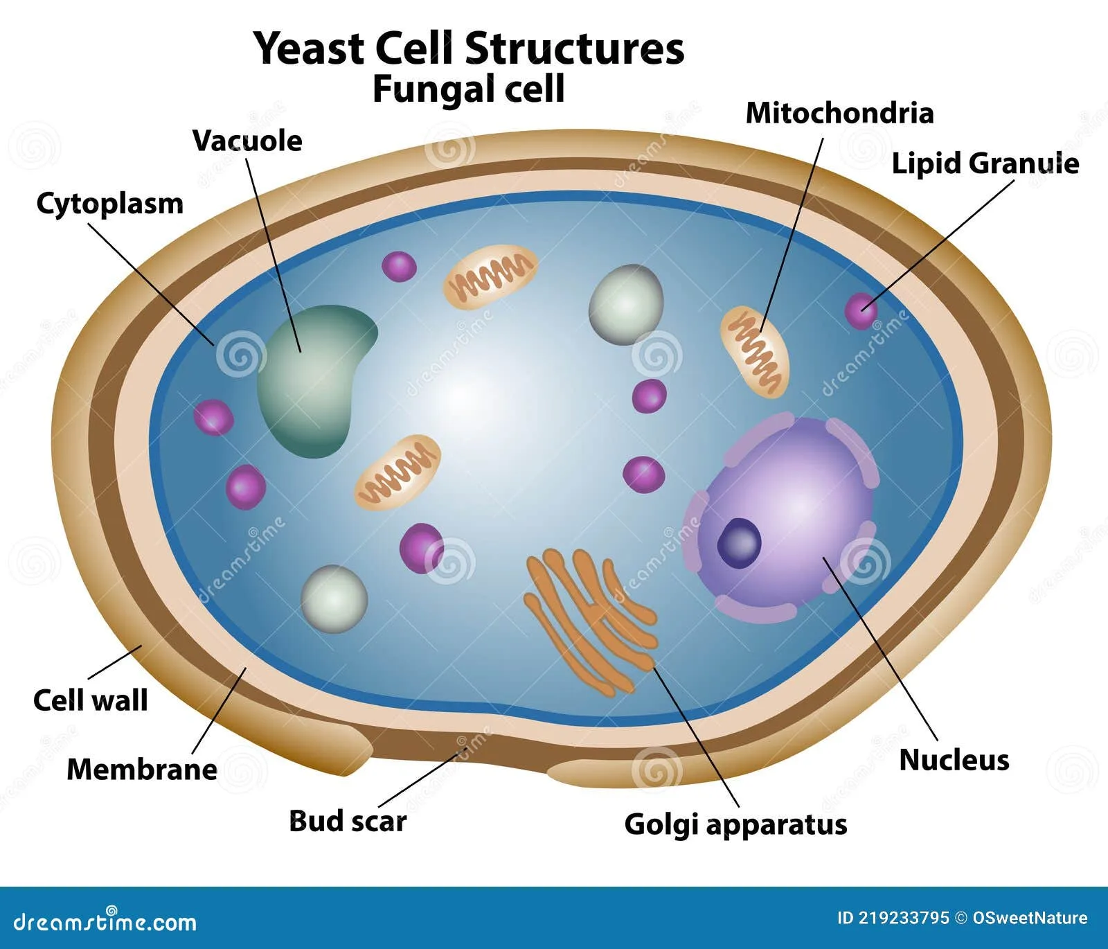 Fungal Cell Diagram