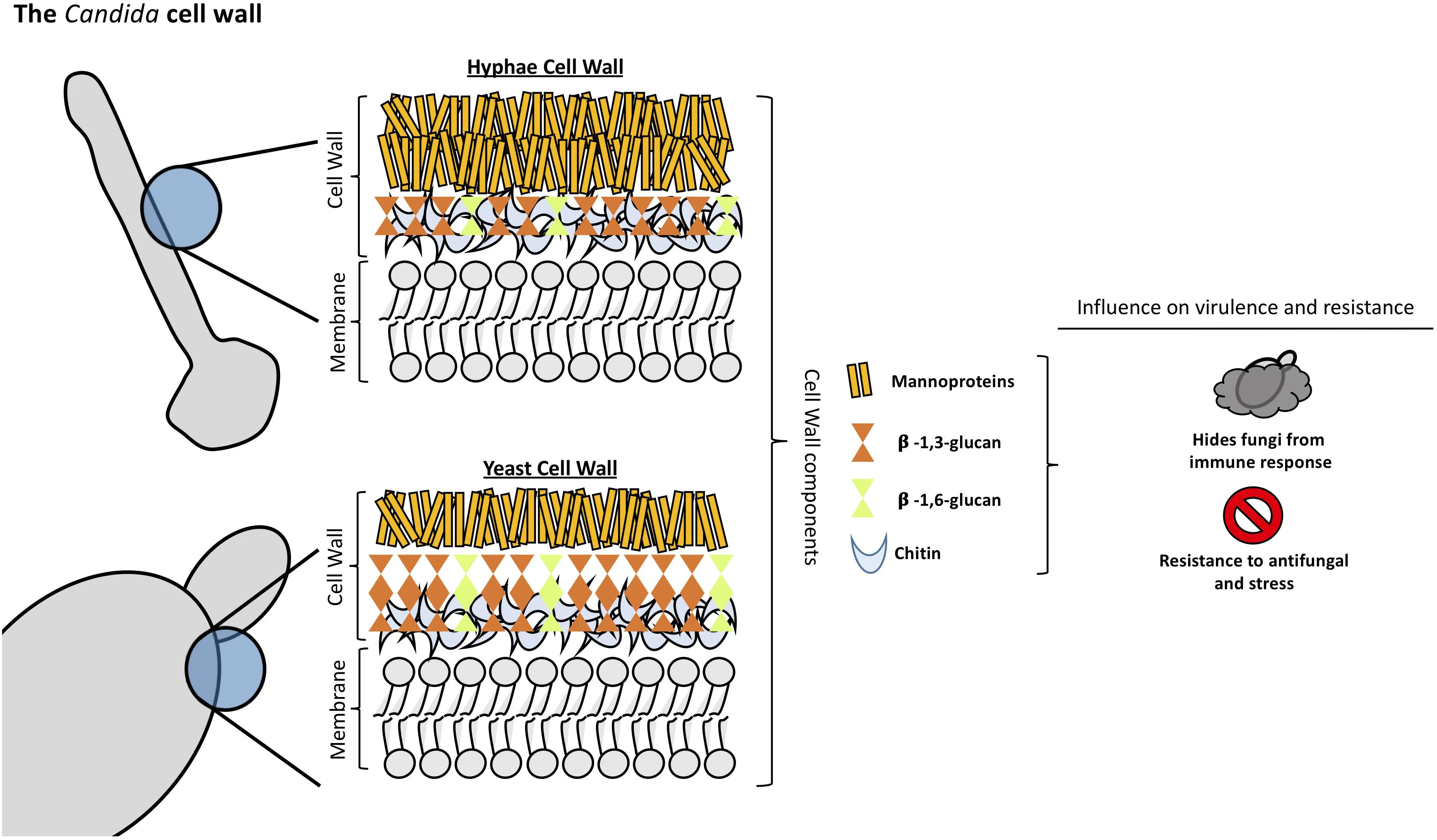 Fungal Cell Diagram