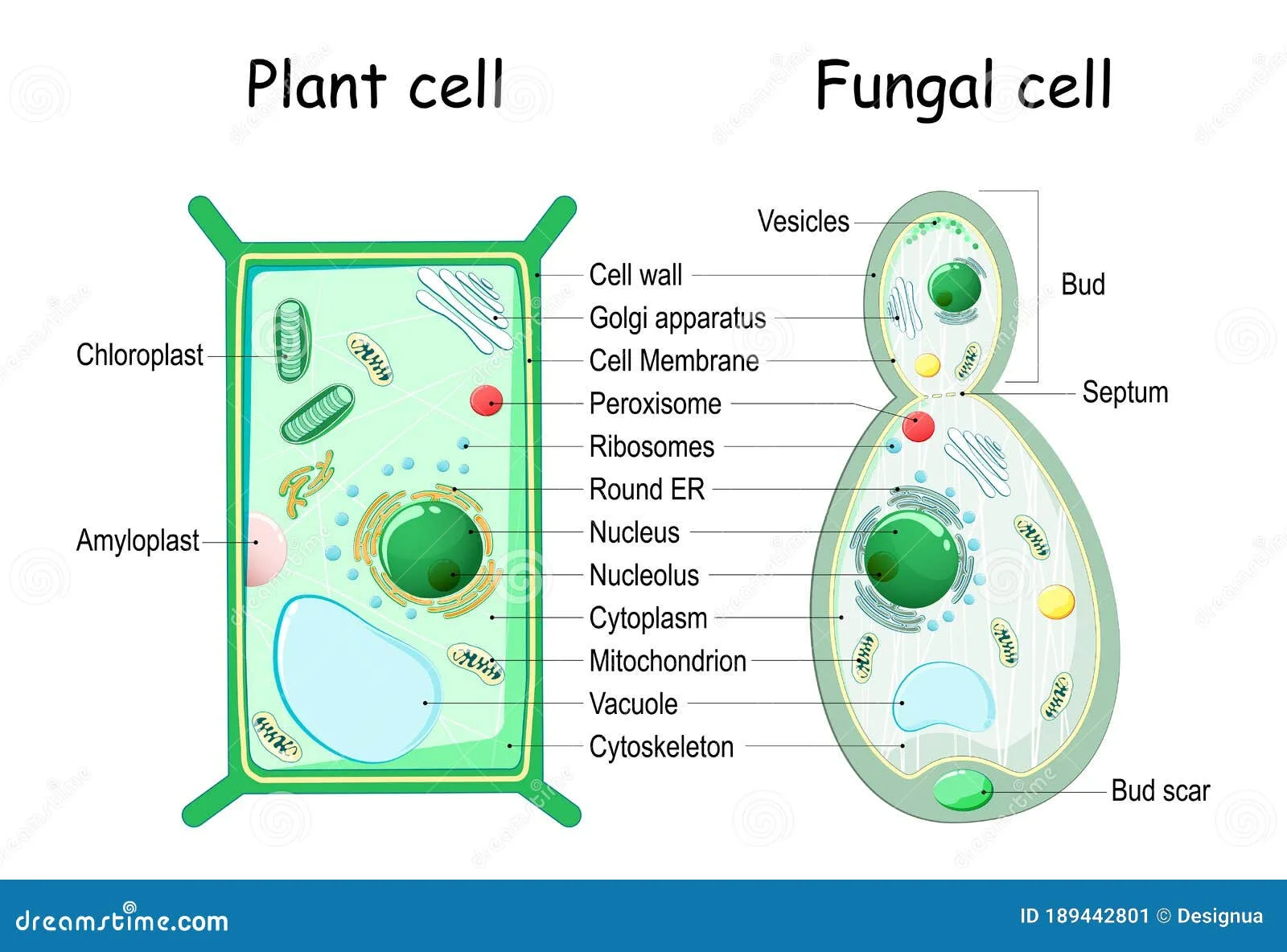 Fungal Cell Diagram